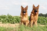 BERGER ALLEMAND 740